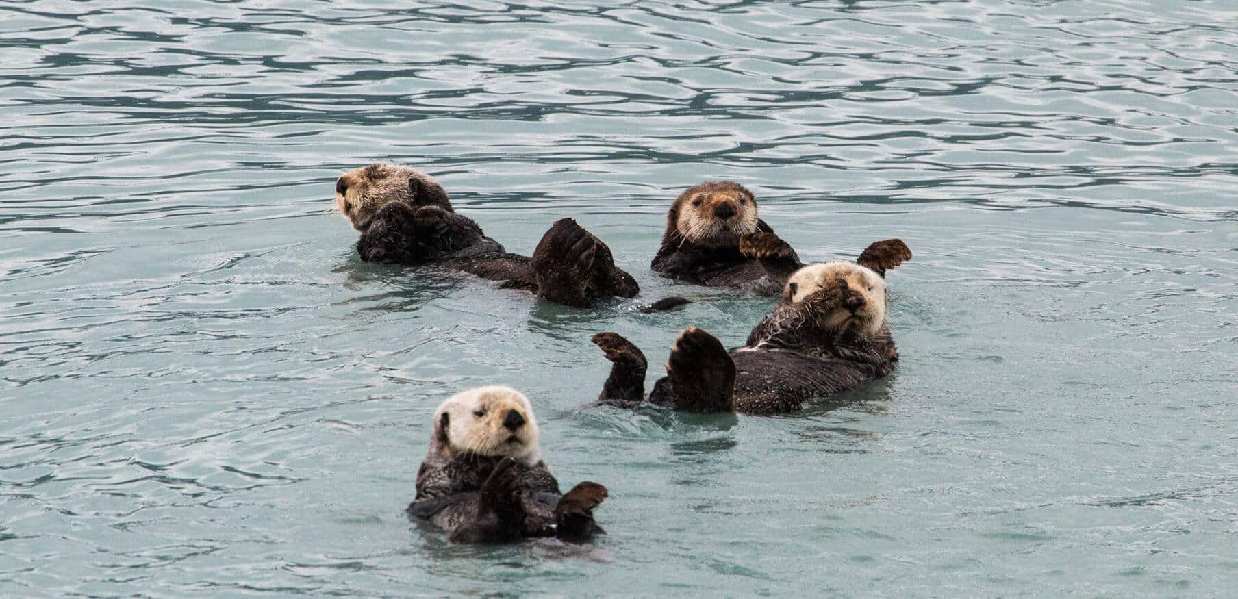 alaska-glacier-and-wildlife-cruises-stan-stephens-wildlife-glacier